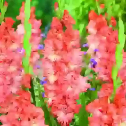 Ruffled Gladioli